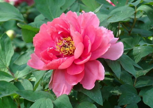 牡丹花为媒 洛阳103个项目投资总额1168亿元