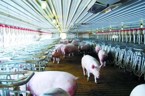 双汇收购美国最大猪肉生产商.jpg