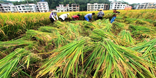 隆平高科回应安徽万亩超级稻绝收：系因天气异常