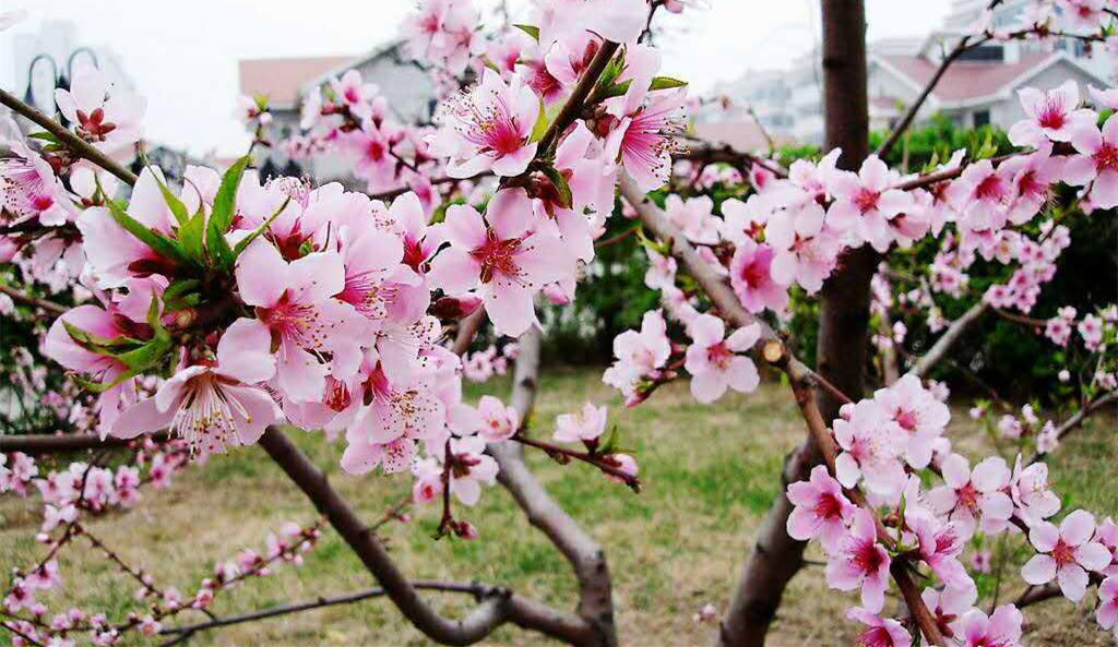 等你来 看新密桃花多多开