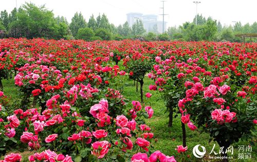 LOCAL201805071503000058992465659_副本.jpg